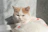 A joyful cat wearing a cozy, custom-made sweater sitting on a colorful cushion.