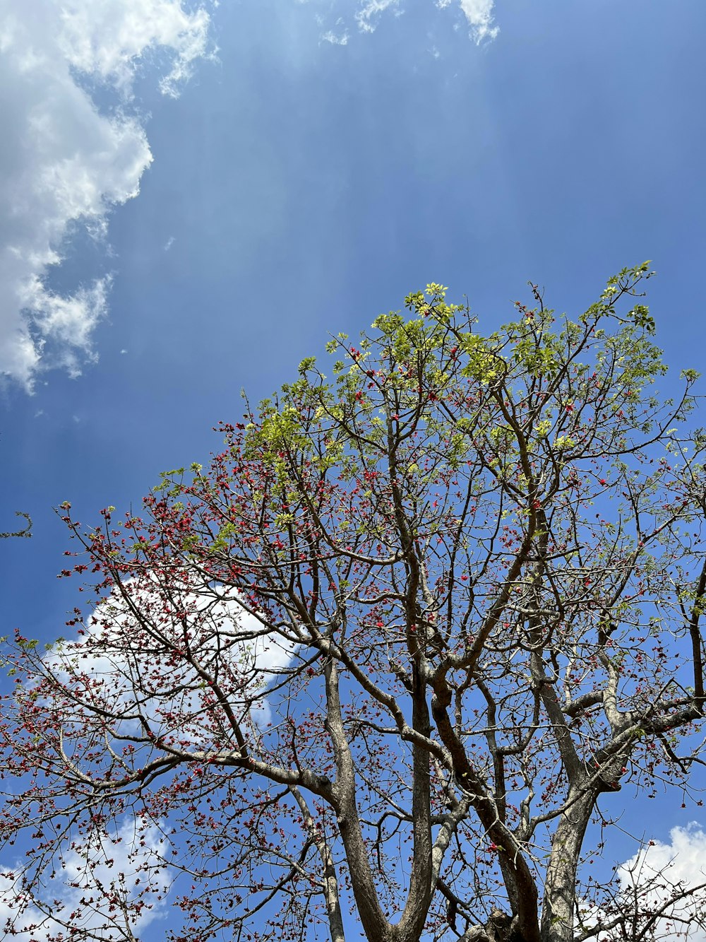 a tree with red flowers in the foreground and a blue sky in the background