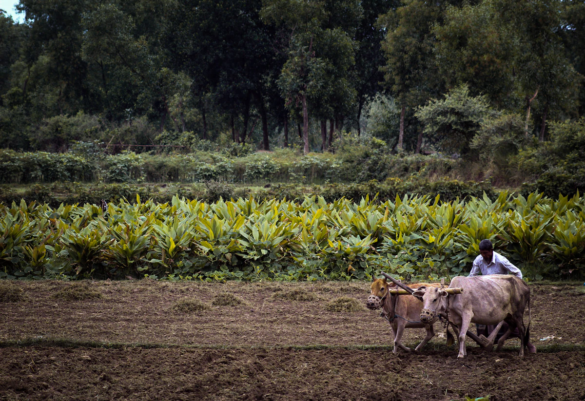 Bangladeshi farmer plowing field with oxen in Sylhet