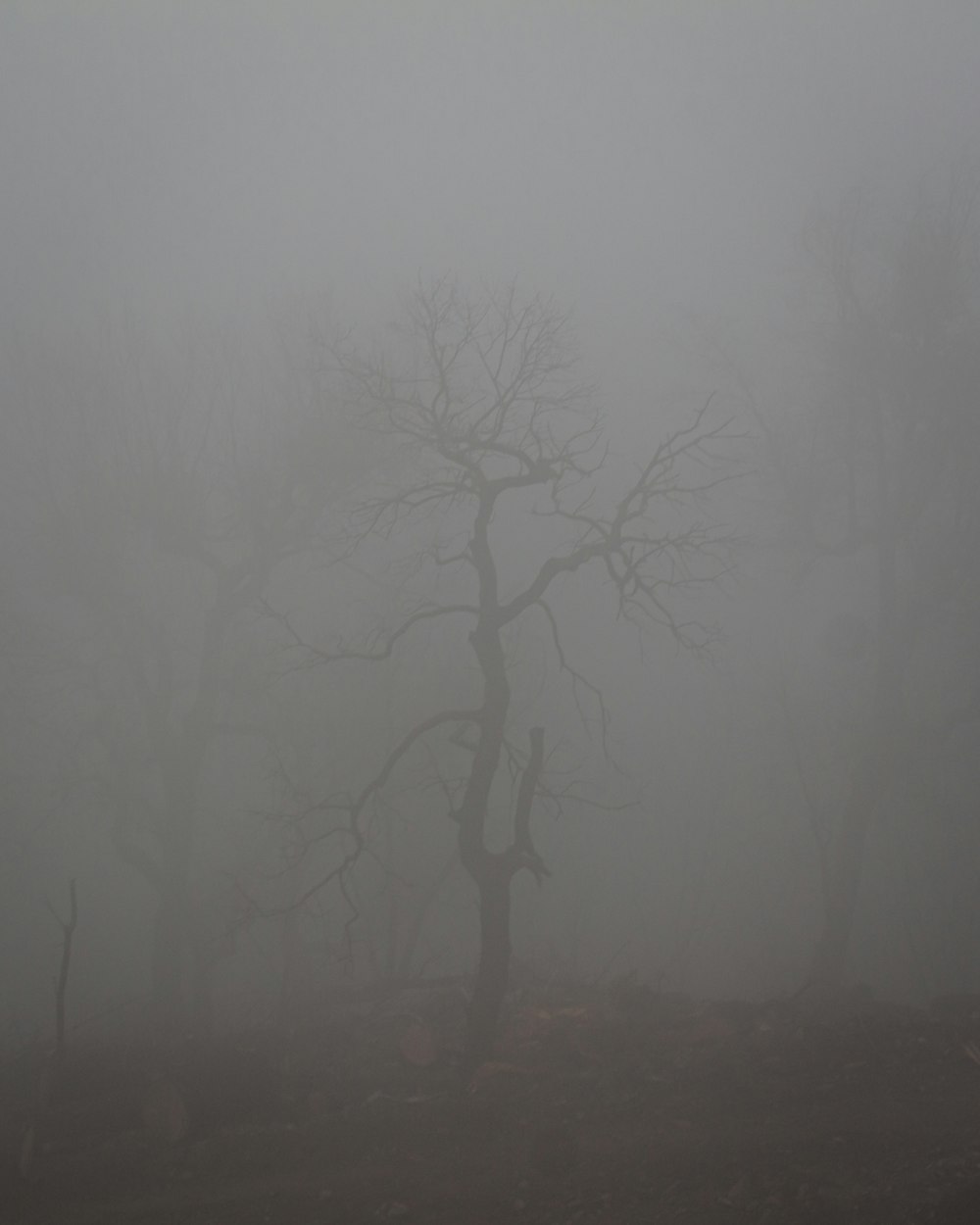 a lone tree in the fog on a hill