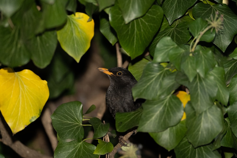 a small black bird sitting on a tree branch