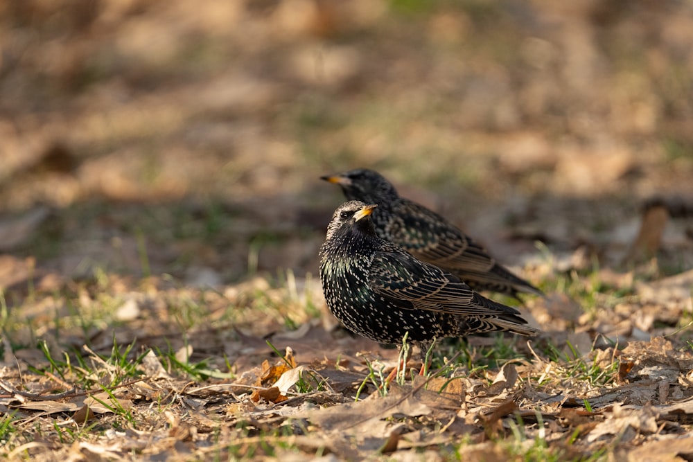 a couple of birds that are standing in the grass