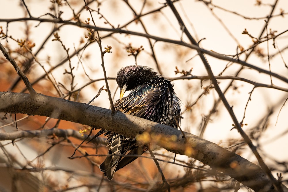 a bird sitting on a branch of a tree