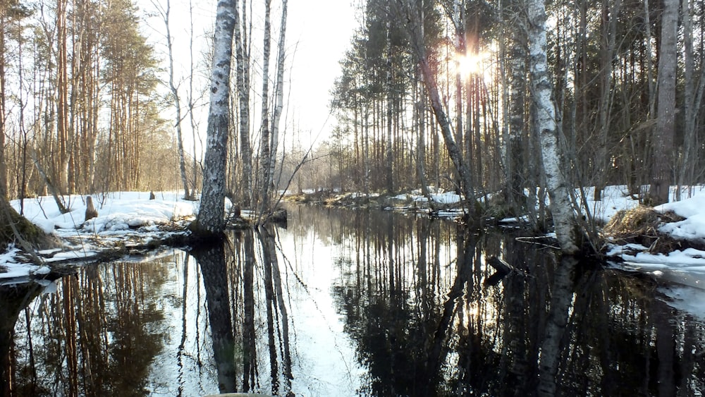 the sun shines through the trees in the woods