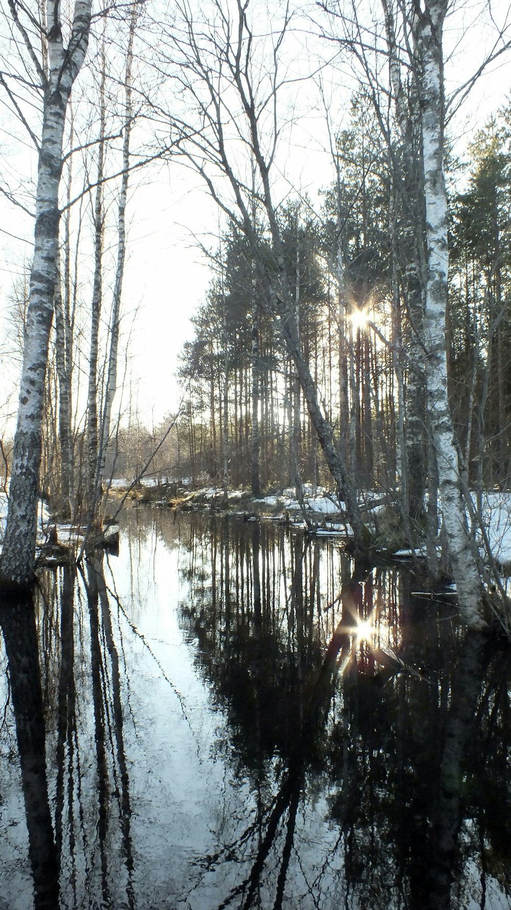 the sun shines through the trees over the water
