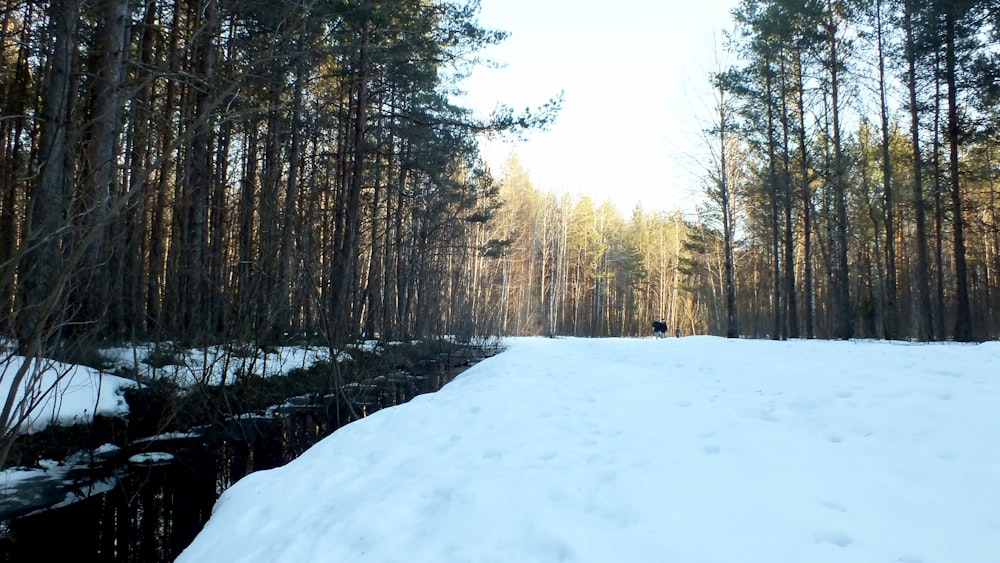 a snow covered path in a forest with trees