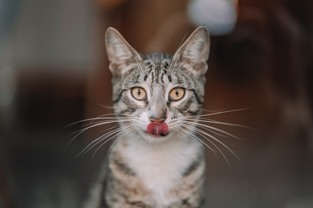 a gray and white cat with a red tongue