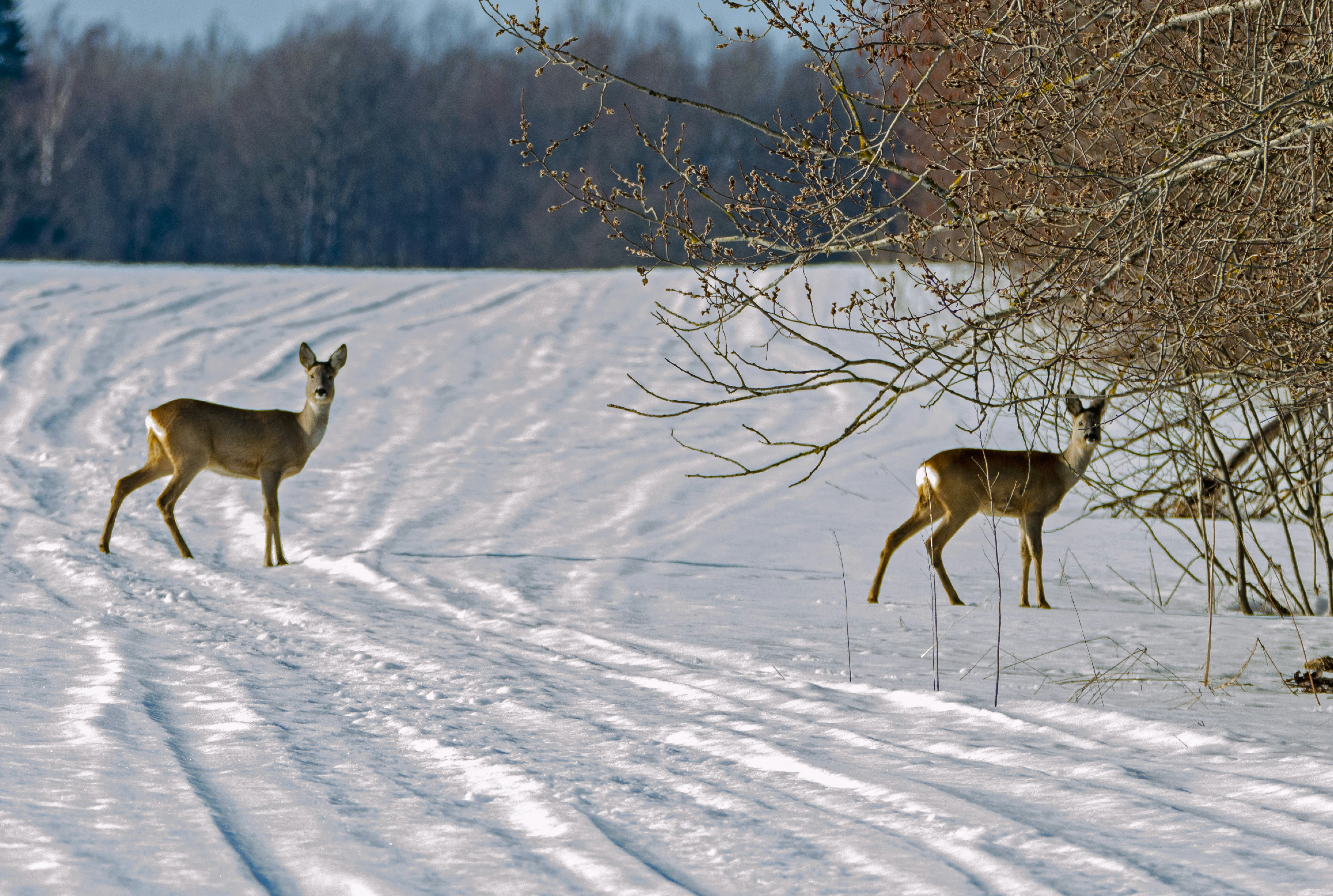 a couple of deer walking across a snow covered field
