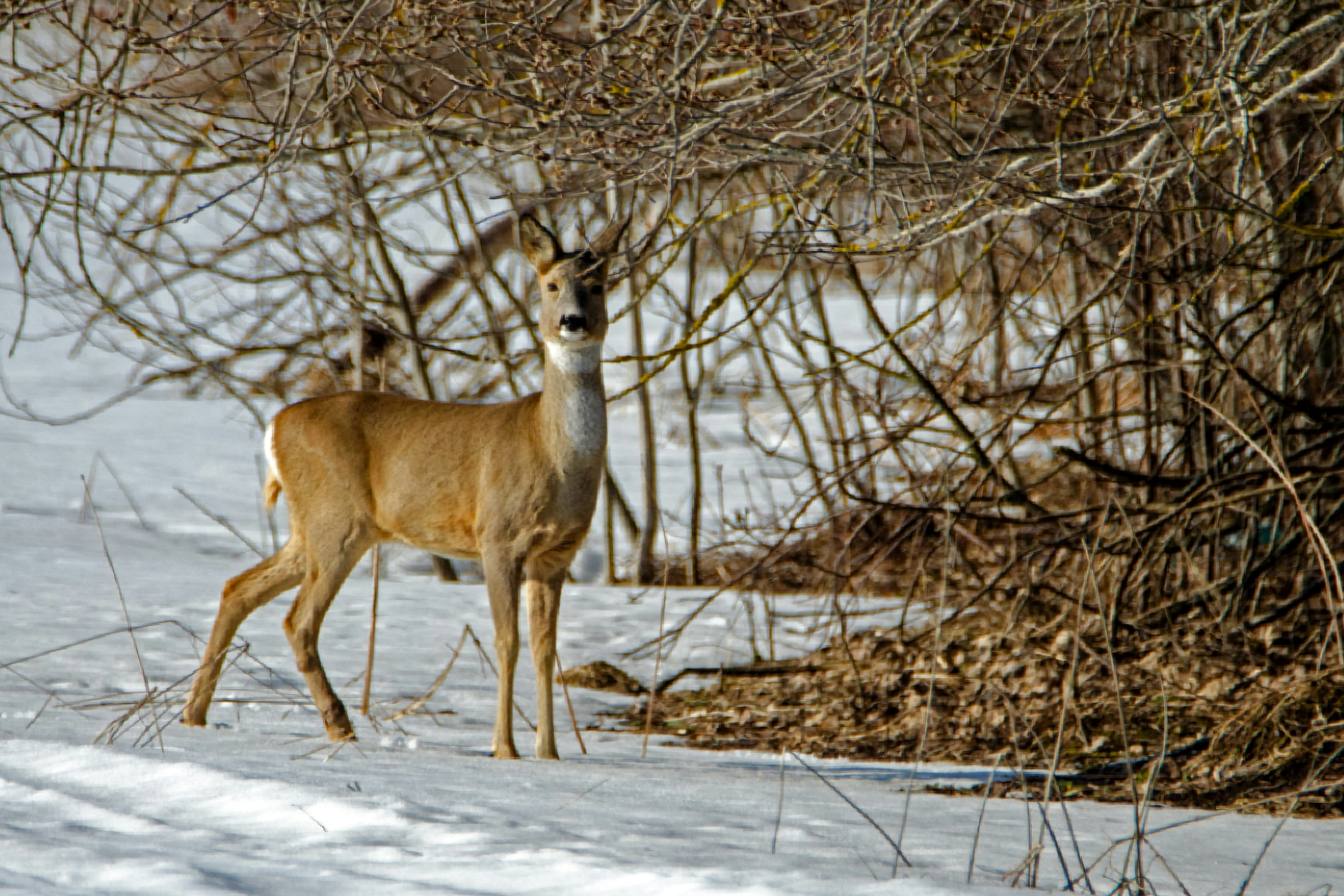 Photo by peepsaluvee