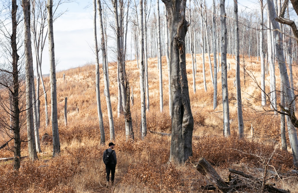 Un homme marchant dans une forêt remplie de grands arbres
