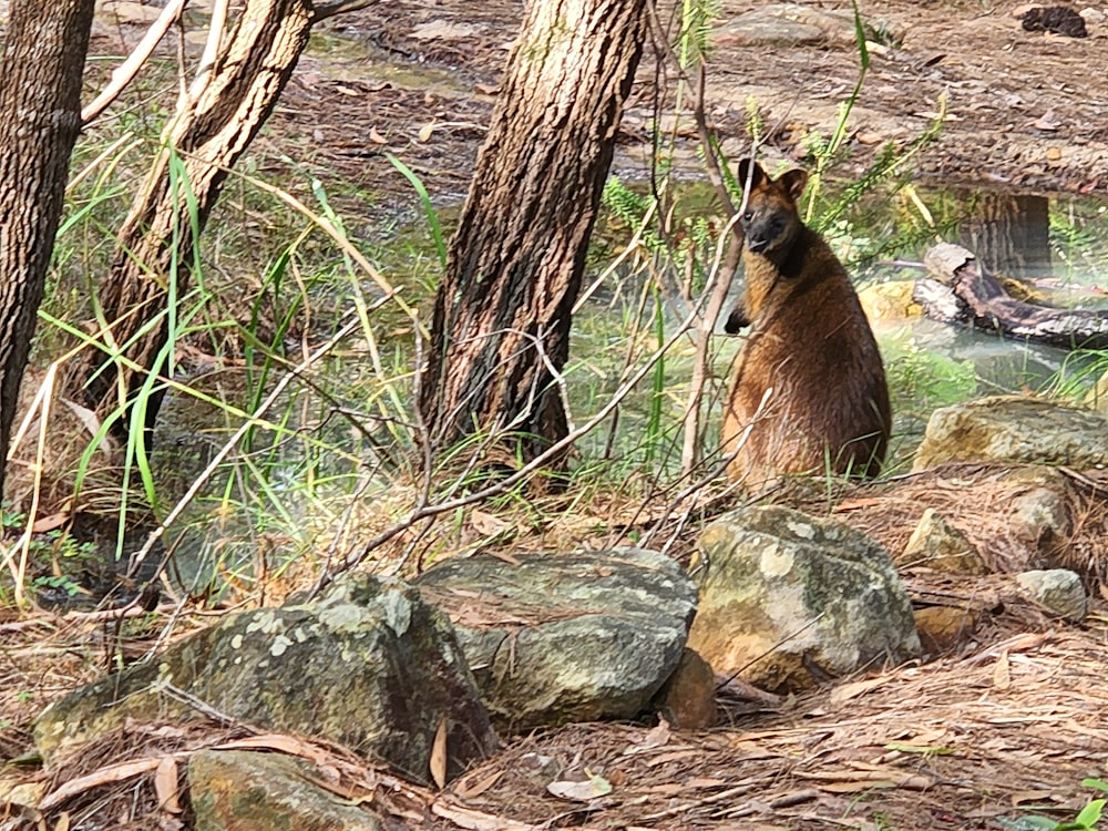a kangaroo standing on its hind legs in a forest