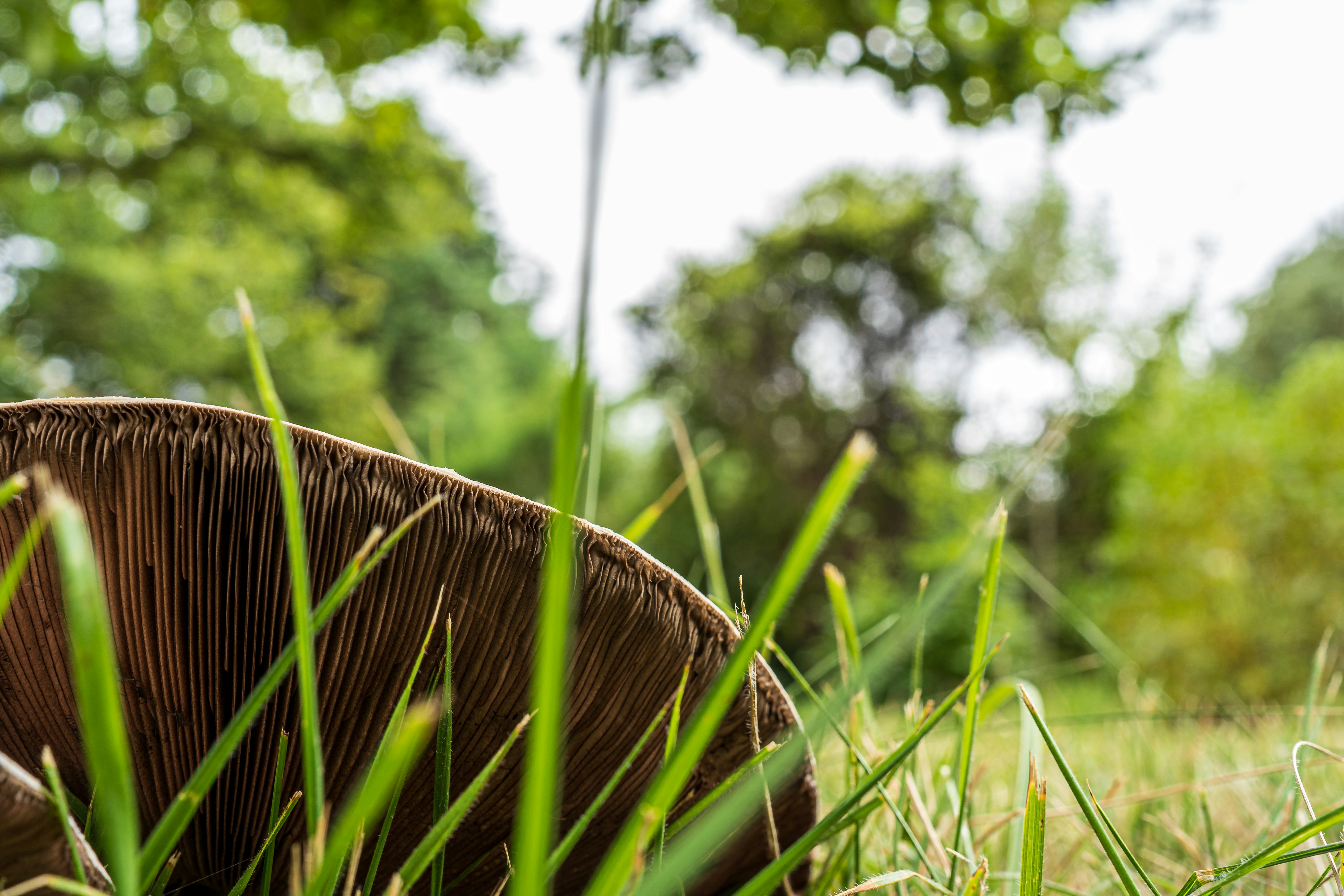 Gros plan d’un champignon dans l’herbe