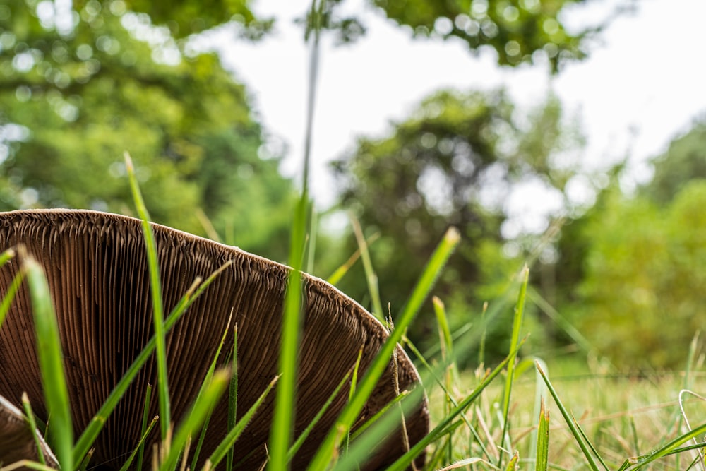 a close up of a mushroom in the grass