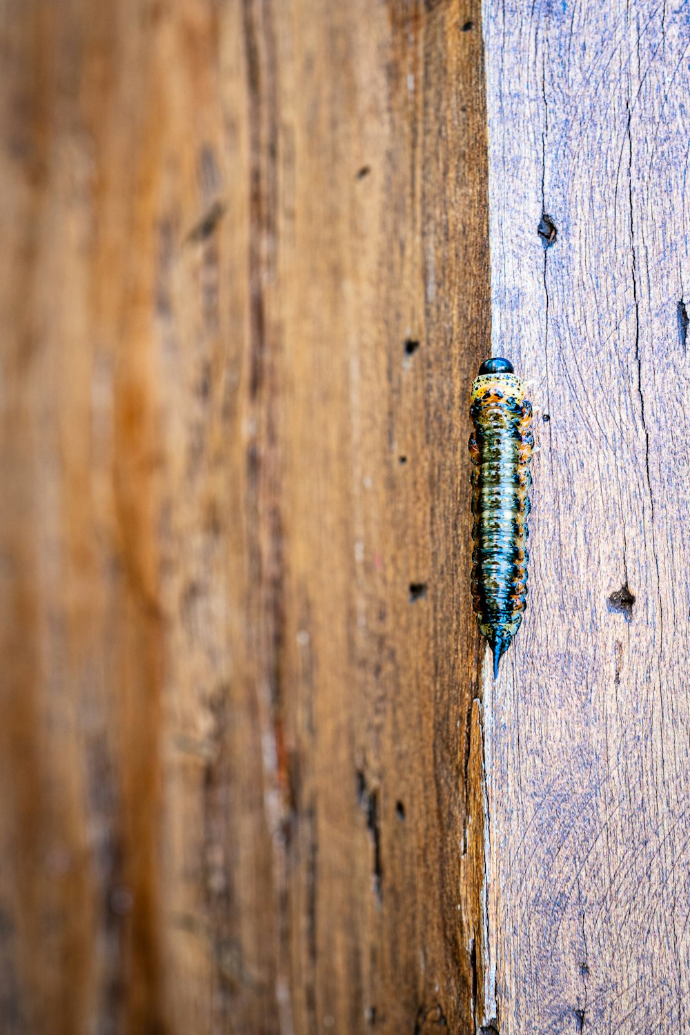 a bug crawling on the side of a wooden wall