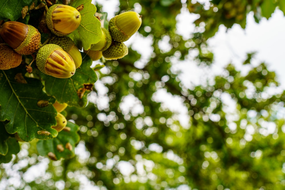 a bunch of nuts hanging from a tree