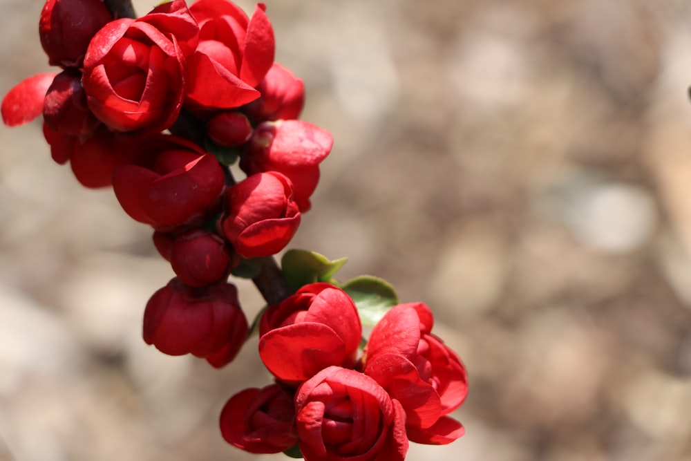 a bunch of red flowers that are on a branch