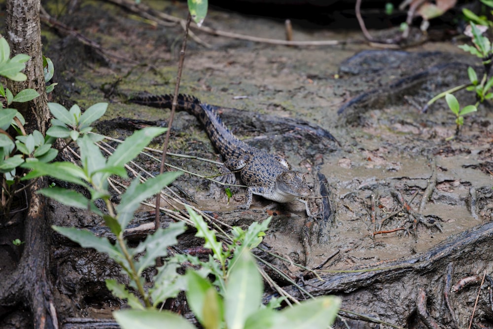 a large alligator laying on top of a muddy ground