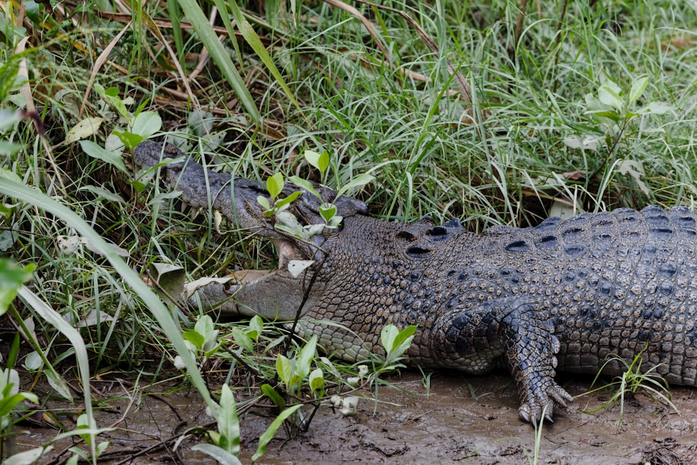 a large alligator is laying in the grass