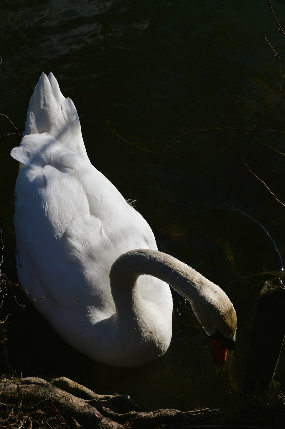 a white swan with its head in the water