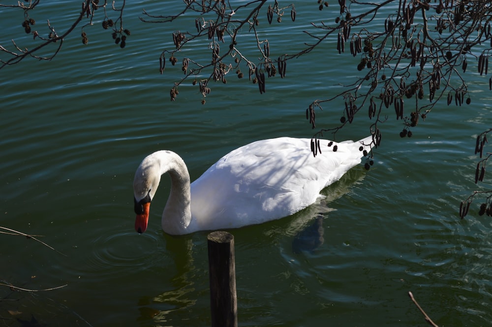 Un cigno bianco nuota nell'acqua