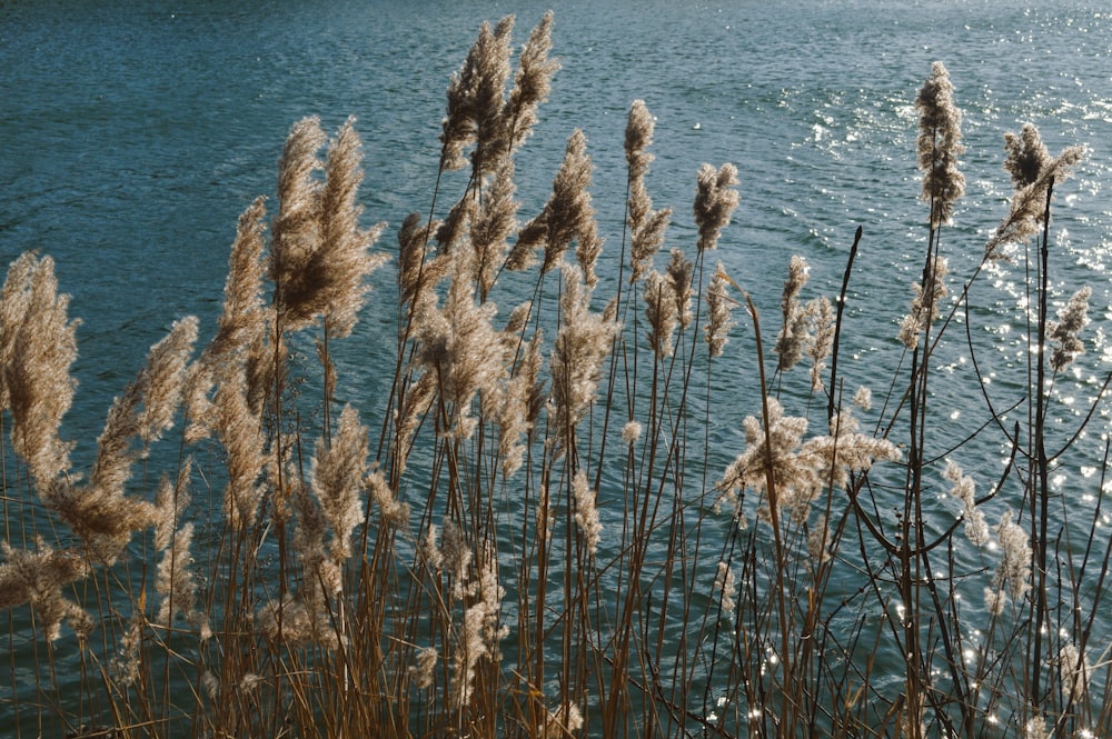 a body of water surrounded by tall grass