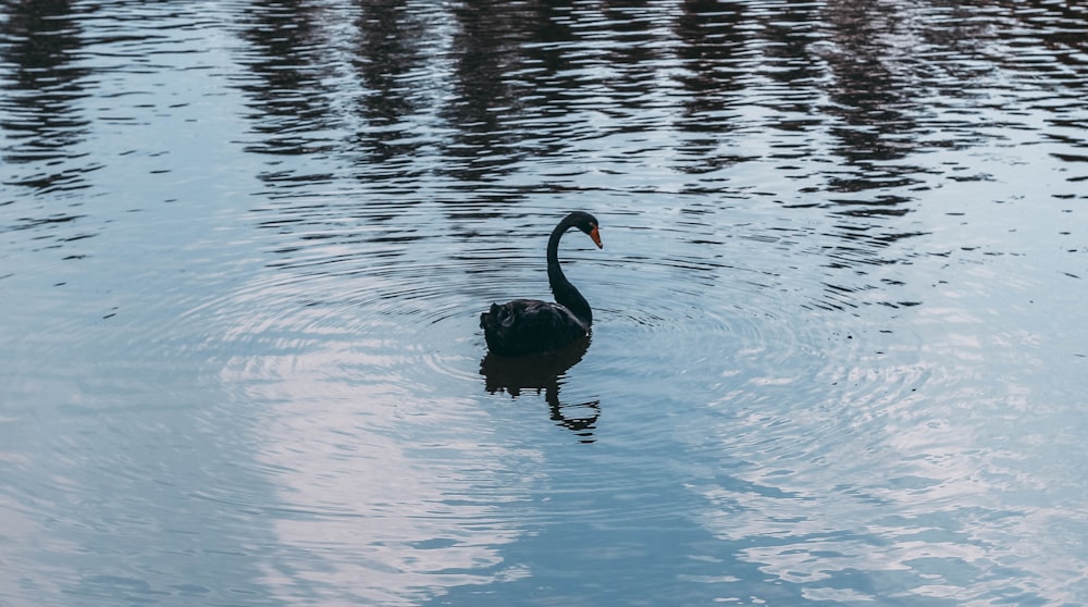 a black swan floating on top of a body of water