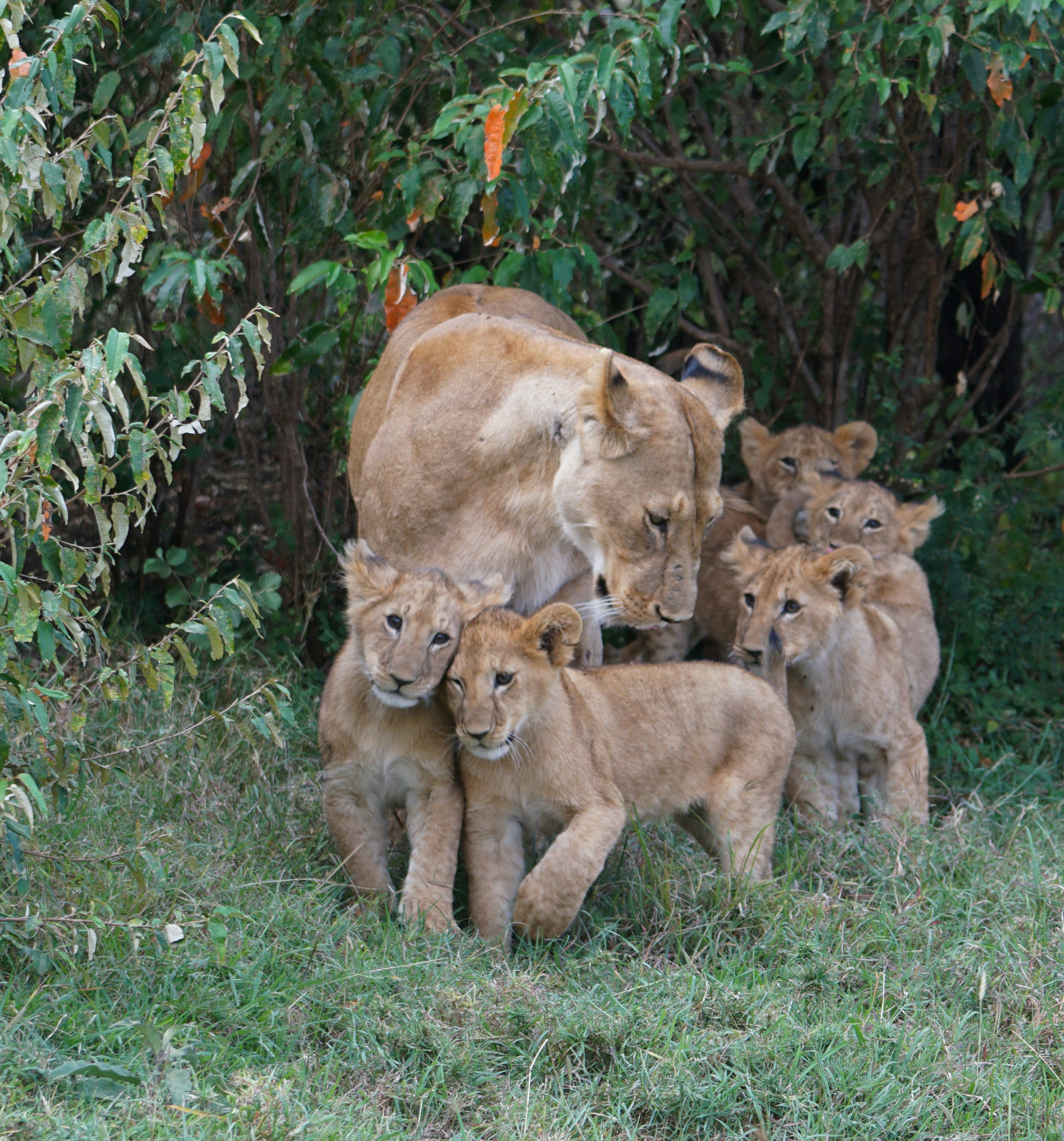 Lion Cubs and Local Community (image credits: unsplash)