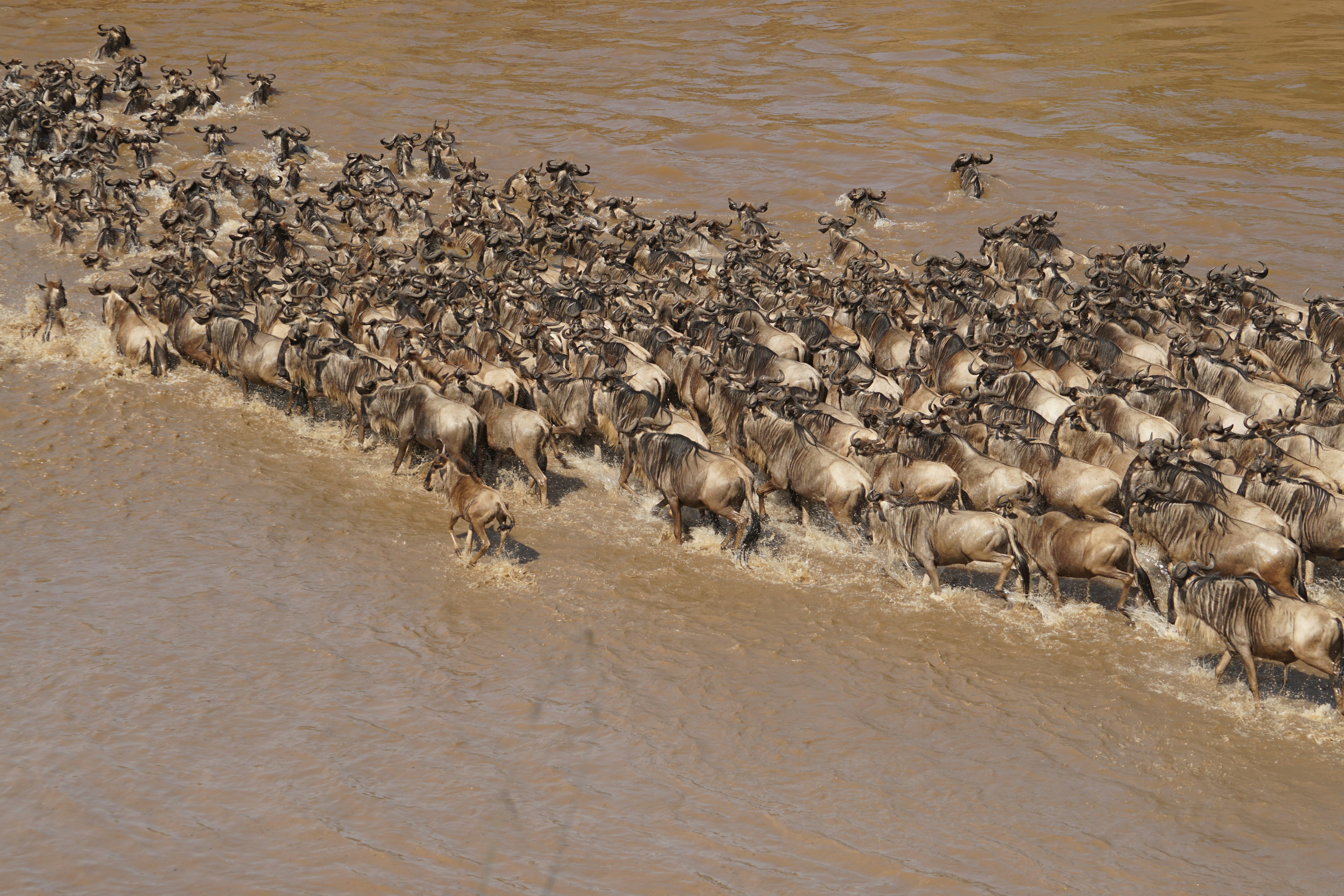 a large herd of wild animals crossing a river