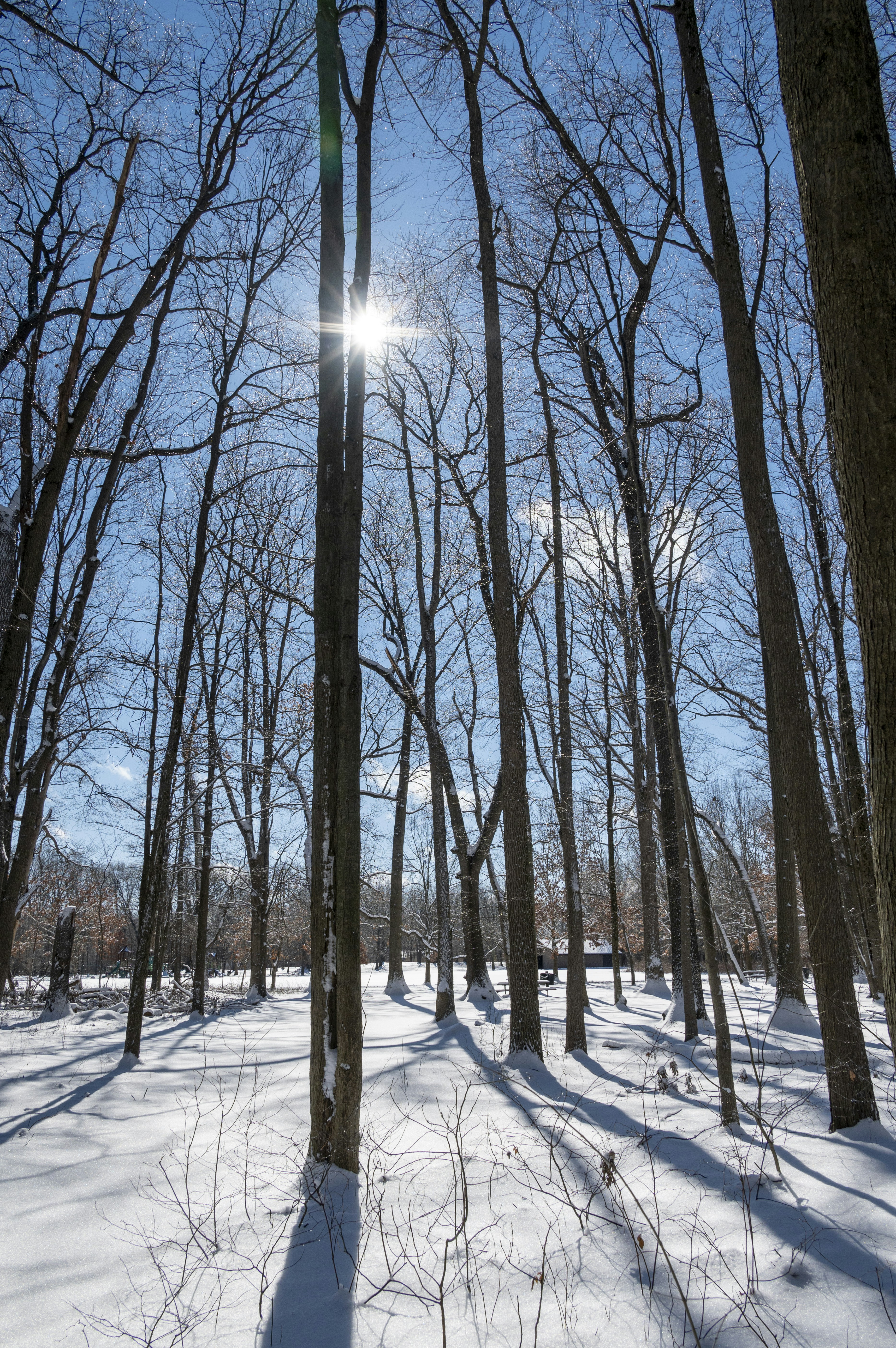 The sun is shining through the trees in the snow photo – Free Wildwood ...