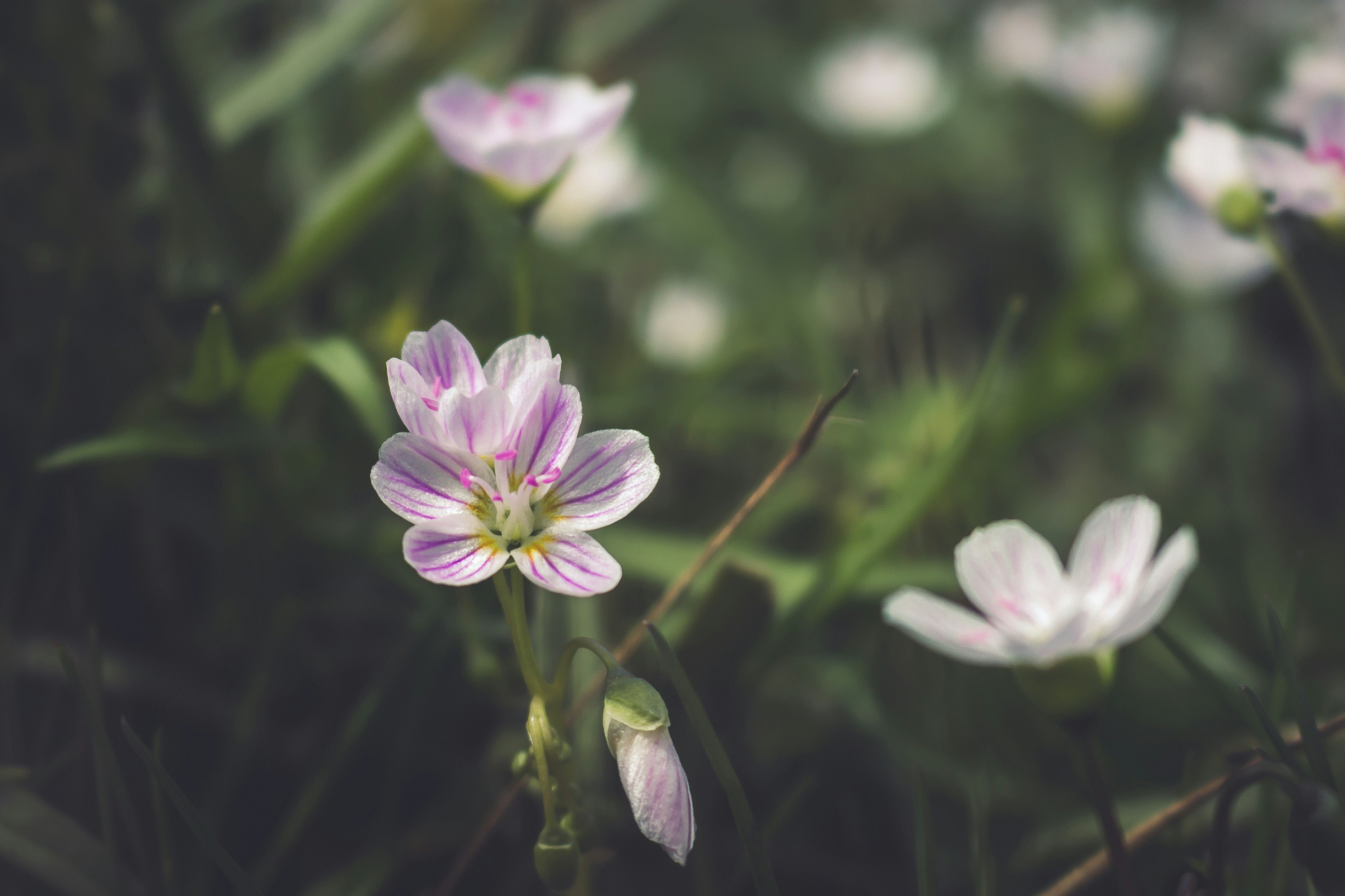 Photo by emmanuelphaeton