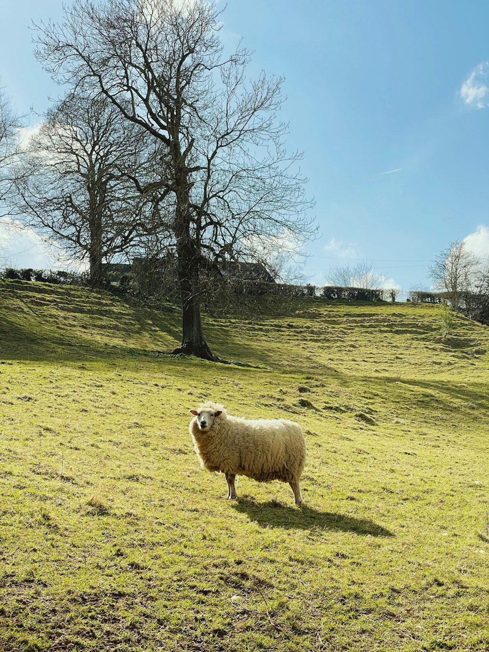 Ein Schaf steht auf einem grasbewachsenen Feld neben einem Baum