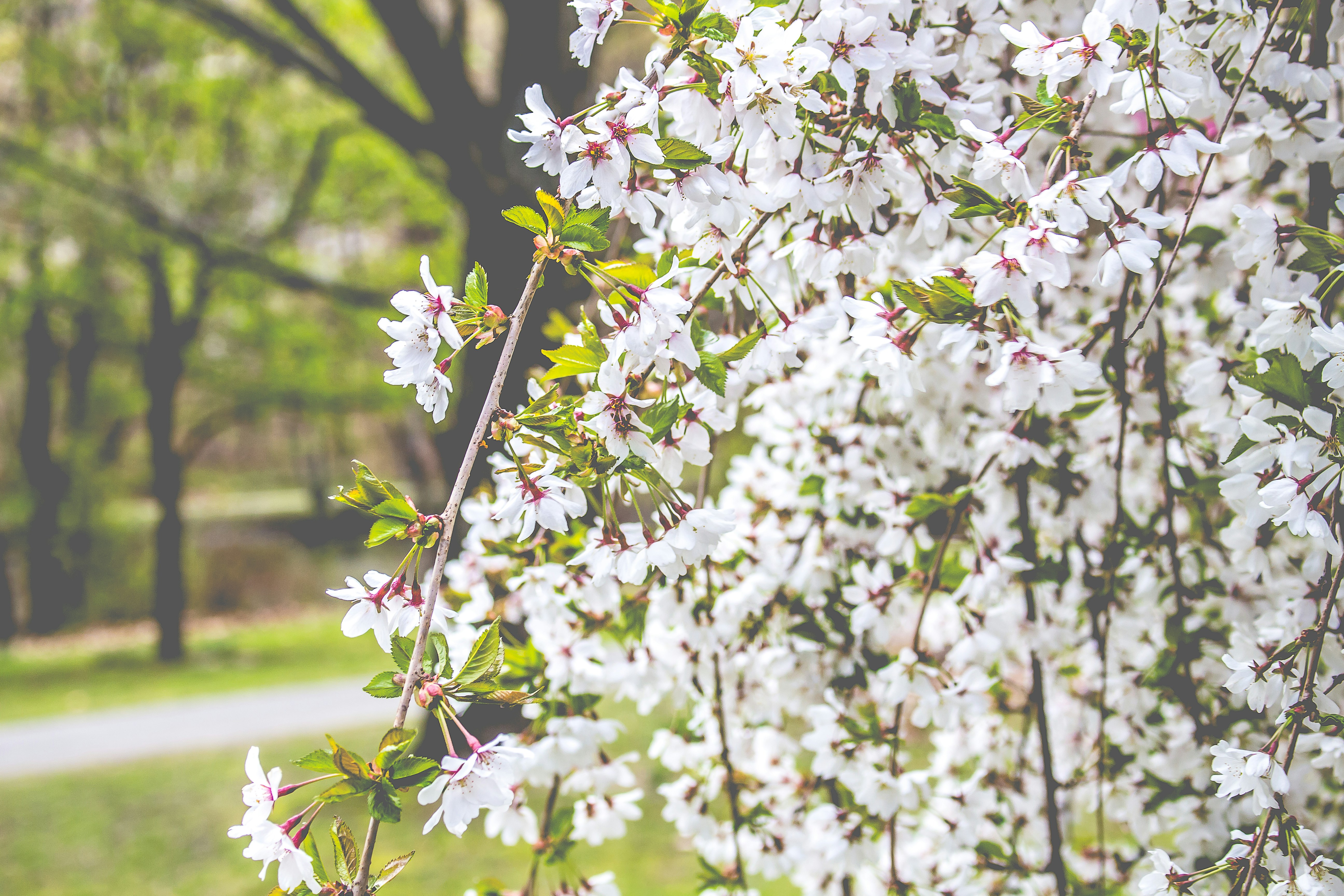 Photo by emmanuelphaeton