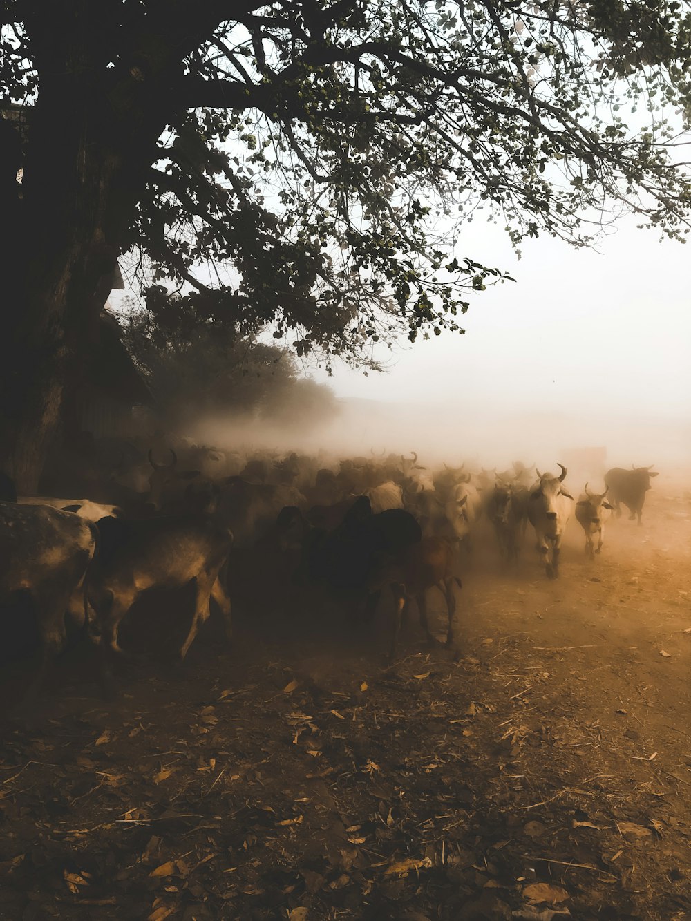 a herd of cattle walking down a dirt road