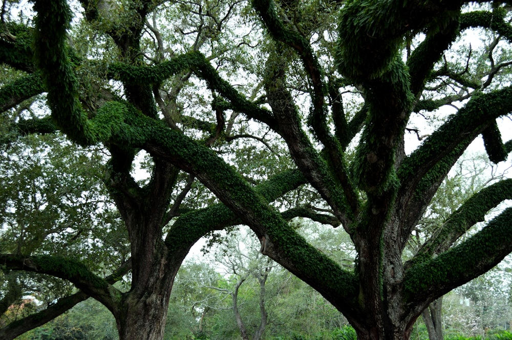 a group of trees that are next to each other