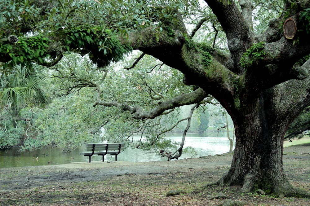 a park bench under a large tree next to a river