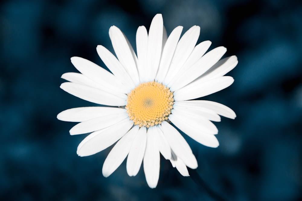 a close up of a white flower with a yellow center