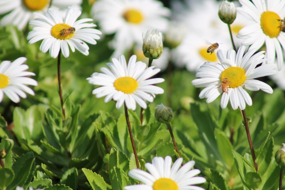 a bunch of white daisies with a bee on them