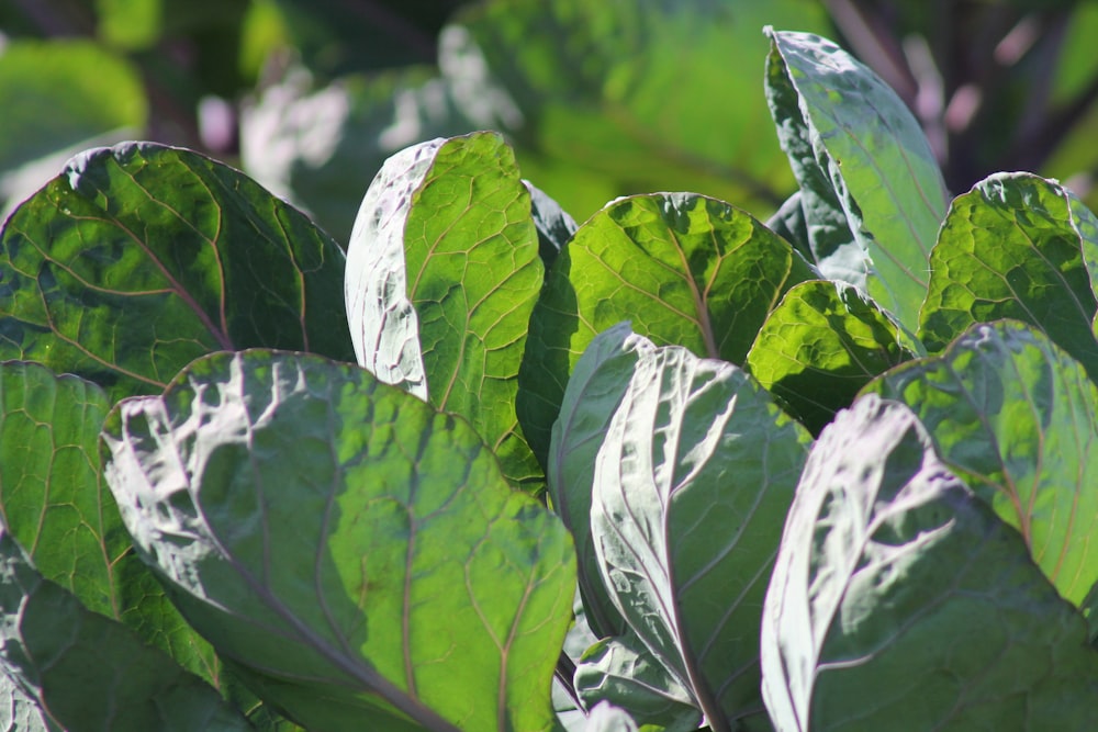 a close up of a green leafy plant