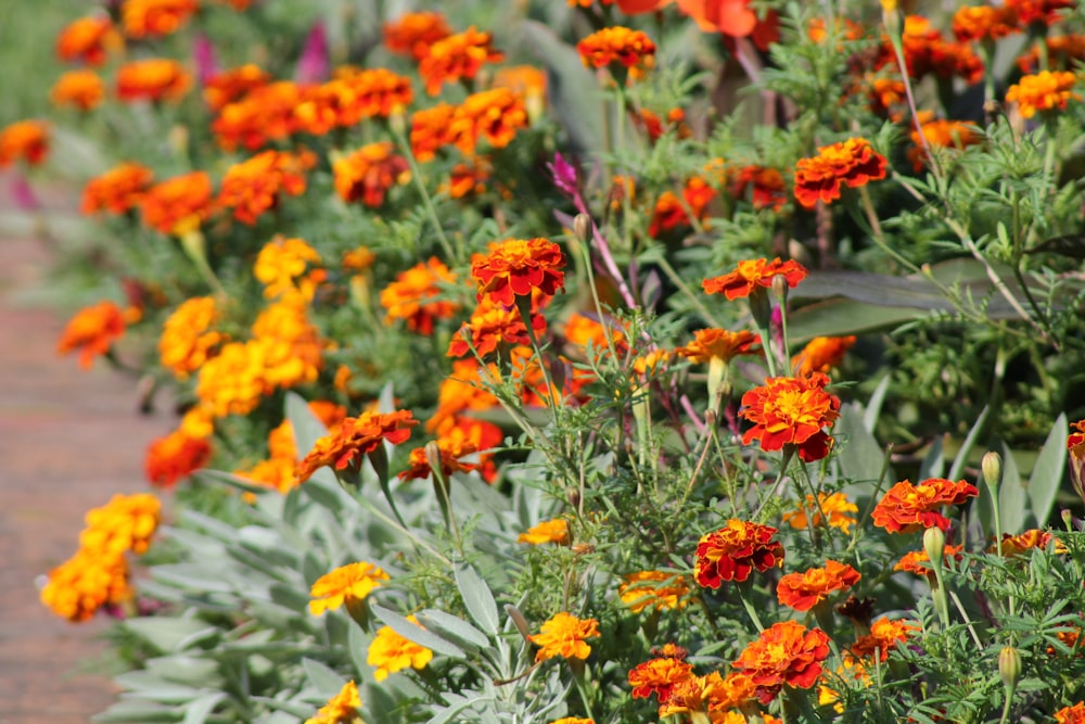 a bunch of orange and yellow flowers in a garden