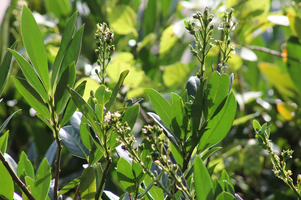 a close up of a green plant with leaves