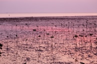 A scenic view of a mangrove ecosystem at sunset.