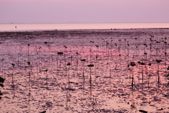 Community members planting mangrove saplings along the coastal area of Brebes at sunrise.