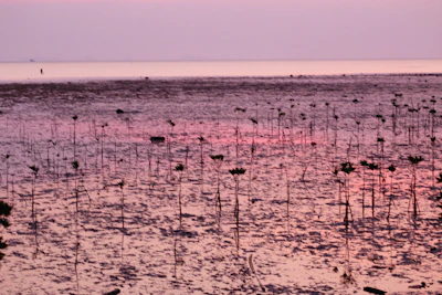 Community members planting mangrove saplings along a coastal shoreline at sunrise.