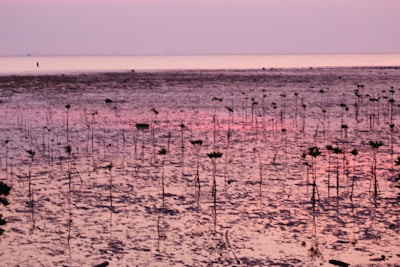Sunset over the Saloum Delta mangroves near Fatick.