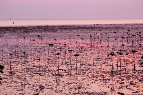 Volunteers planting mangrove trees along a coastal area during sunrise.