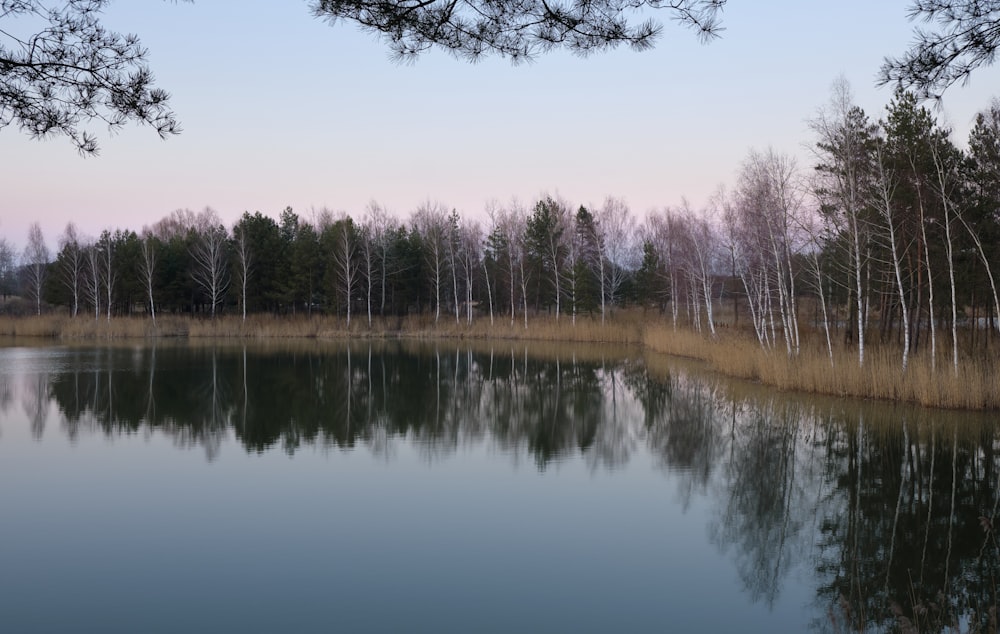 a large body of water surrounded by trees