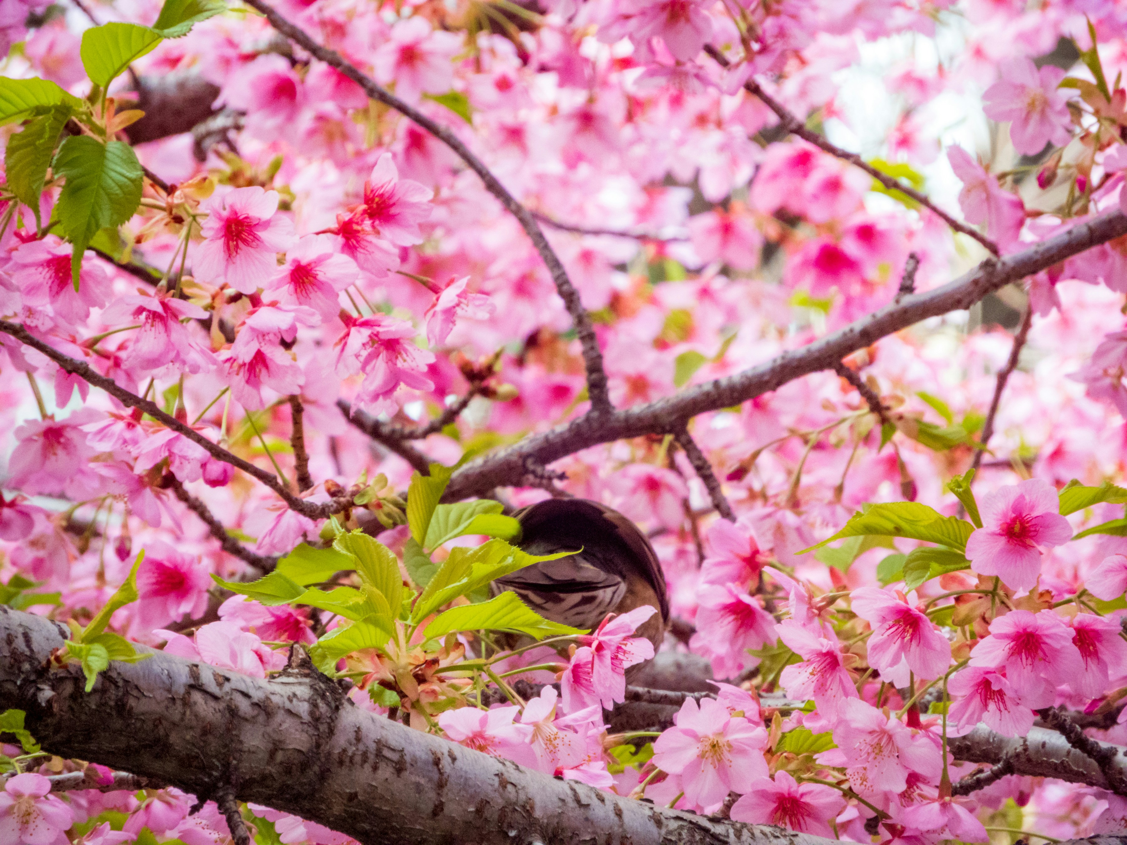 Photo by heppoko_yama