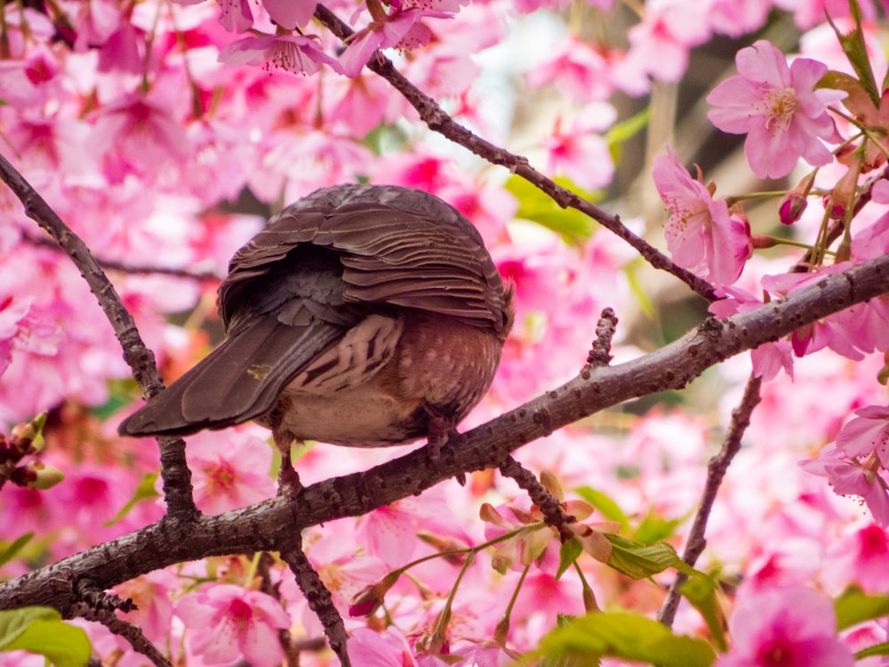 Un pájaro sentado en una rama de un árbol con flores rosadas