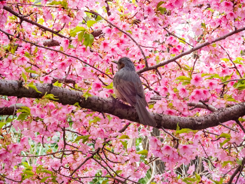 a bird sitting on a branch in front of pink flowers