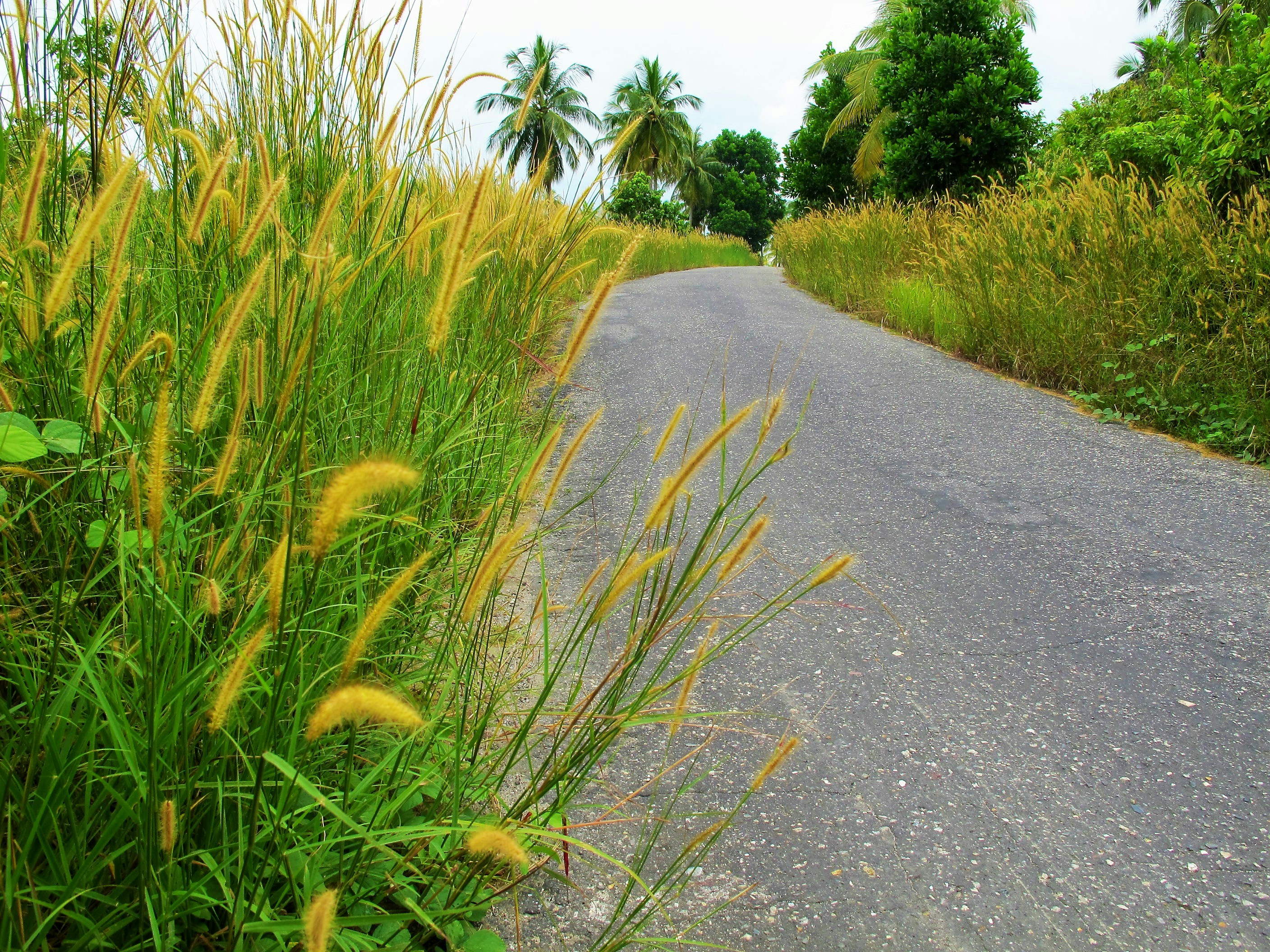 Jalan beraspal yang dikelilingi oleh rumput tinggi dan pohon palem